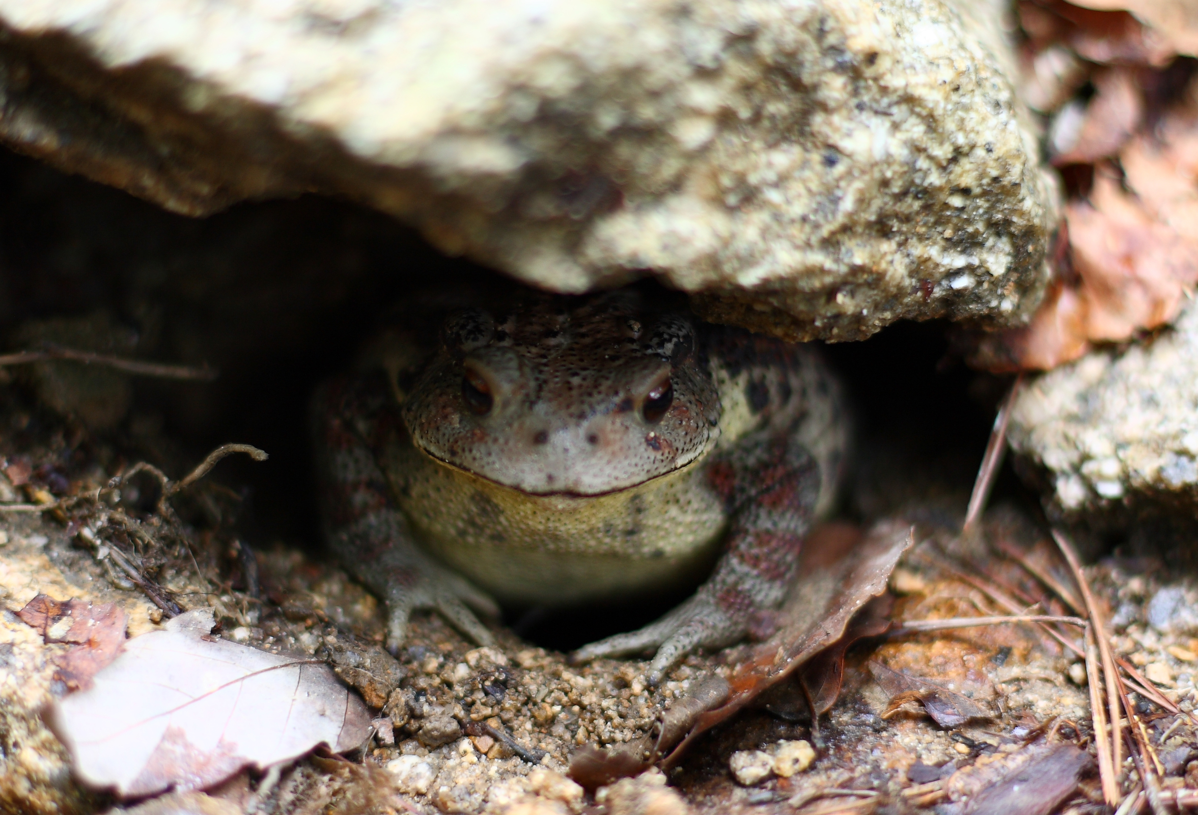 2008_toad